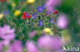 Beemdooievaarsbek (Geranium pratense)