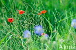 Klaproos (Papaver spec.)