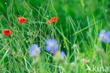 Klaproos (Papaver spec.)