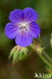 Beemdooievaarsbek (Geranium pratense)