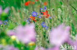 Beemdooievaarsbek (Geranium pratense)