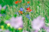 Beemdooievaarsbek (Geranium pratense)