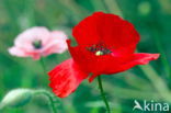 Klaproos (Papaver spec.)