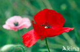 Klaproos (Papaver spec.)