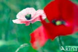 Poppy (Papaver spec.)