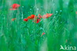 Poppy (Papaver spec.)