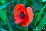 Poppy (Papaver spec.)