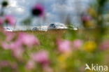 Hoogeveen interchange A28