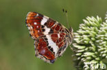 Landkaartje (Araschnia levana)