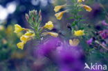Evening Primrose (Oenothera tetragona)