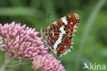 Landkaartje (Araschnia levana)