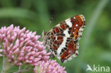 Landkaartje (Araschnia levana)