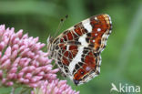 Landkaartje (Araschnia levana)