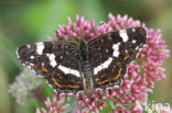 Map Butterfly (Araschnia levana)