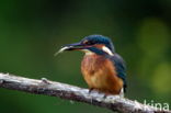 IJsvogel (Alcedo atthis)