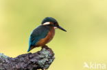 IJsvogel (Alcedo atthis)