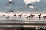 Egyptian Goose (Alopochen aegyptiaca)