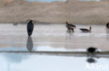 Blauwe Reiger (Ardea cinerea)