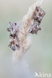 Vlasbekuiltje (Calophasia lunula)