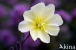 Teunisbloem (Oenothera tetragona)