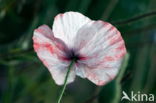 Poppy (Papaver spec.)