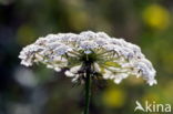 Cow Parsley (Anthriscus sylvestris)