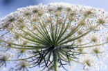 Cow Parsley (Anthriscus sylvestris)