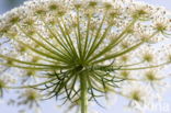 Cow Parsley (Anthriscus sylvestris)