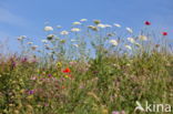 Cow Parsley (Anthriscus sylvestris)