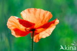 Poppy (Papaver spec.)