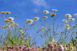 Cow Parsley (Anthriscus sylvestris)