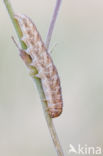 The Lychnis (Hadena bicruris)