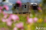 Meadow Crane s-bill (Geranium pratense)