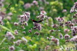 Red Admiral (Vanessa atalanta)