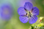 Meadow Crane s-bill (Geranium pratense)