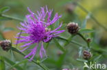 Dagkoekoeksbloem (Silene dioica)