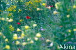 Poppy (Papaver spec.)