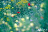 Poppy (Papaver spec.)