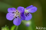 Beemdooievaarsbek (Geranium pratense)