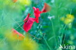 Poppy (Papaver spec.)