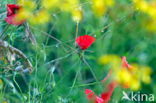 Poppy (Papaver spec.)