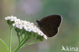 Cow Parsley (Anthriscus sylvestris)