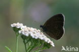 Cow Parsley (Anthriscus sylvestris)