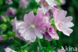 Groot kaasjeskruid (Malva sylvestris)