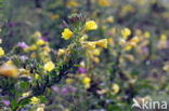 Teunisbloem (Oenothera tetragona)