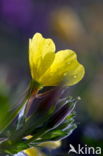 Beemdooievaarsbek (Geranium pratense)