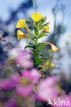 Evening Primrose (Oenothera tetragona)