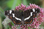 Map Butterfly (Araschnia levana)