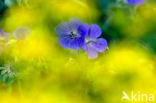 Meadow Crane s-bill (Geranium pratense)