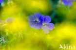 Beemdooievaarsbek (Geranium pratense)